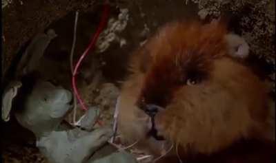 Happy Groundhog Day!