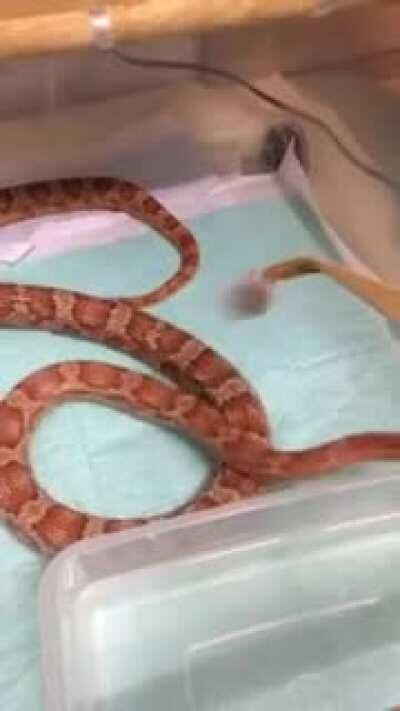 Ele é extremamente perigoso