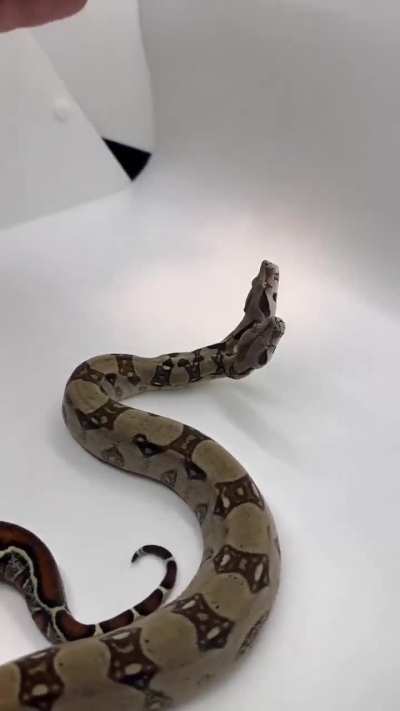 Boa with 2 heads