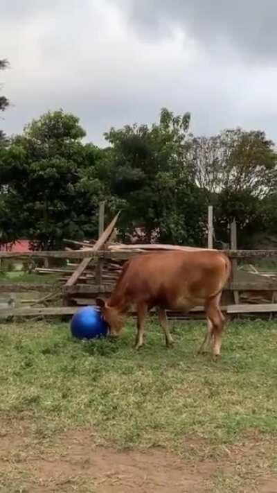 Don't mind me, I'm just playing 🔵