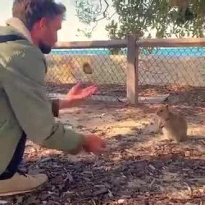 Rare Quokkas react to juggling :)
