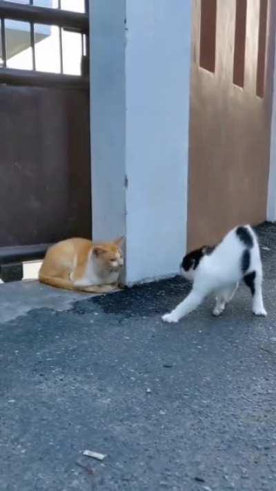 Is he a dummy or what?