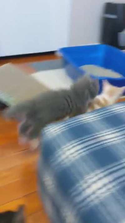 (sound up!) Faramir hisses and growls if you try to take his special yellow spring toy ☠️