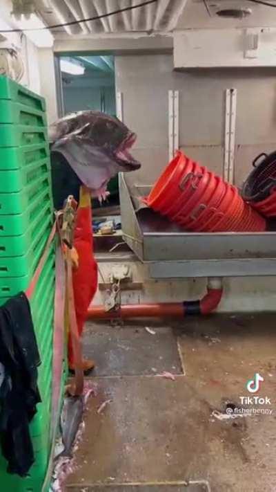 Bet he sleeps on a water bed