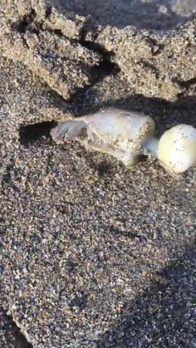 Any idea what this is? Found in west Wales, UK.