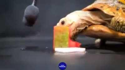 Tortuga comiendose una bandera de México