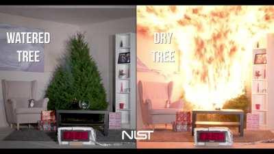 This is what could happen if a fire starts in a watered Christmas tree vs. a dry Christmas tree. Happy holidays!