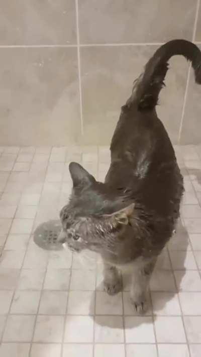 This cat loves to shower