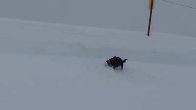 Mabel the avalanche dog doing training