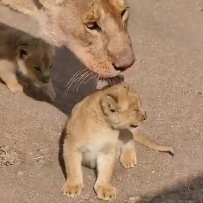 Cats -'meow'____Cubs -'eow'