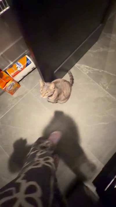 He gets so excited for his dinner!
