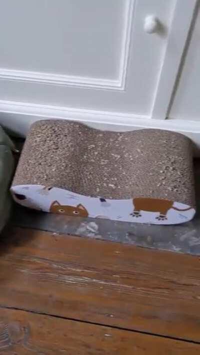 Got my cats some very luxurious beds/baskets!