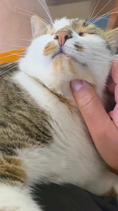 After food scritches