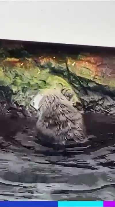 When your phone falls into the otter enclosure.