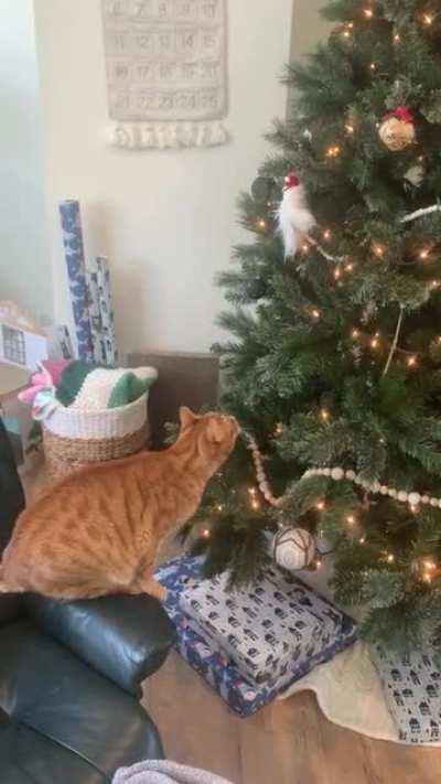Benjamin discovered our yeti ornament while hanging out in the tree yesterday. It’s his new favorite toy.