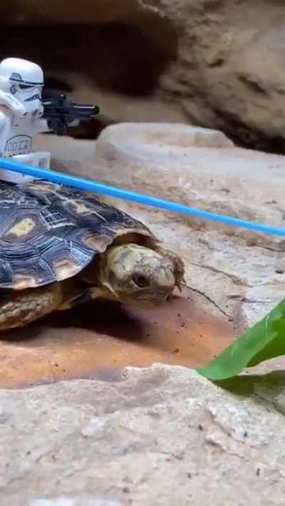 Dewback variant spotted