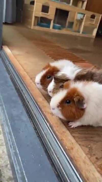 Little pigs watching the rain