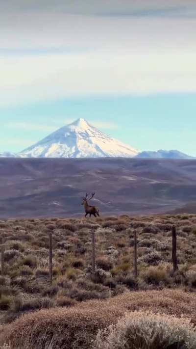 Dos ciervos con el Lanín nevado de fondo