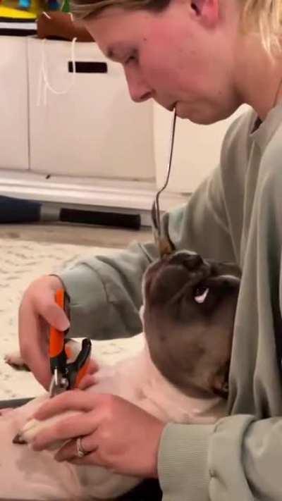How to trim a dog's nails