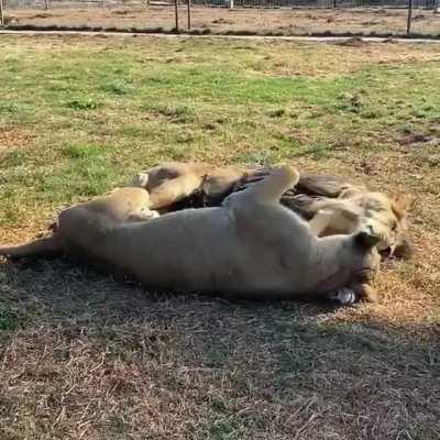 Two lions cuddling
