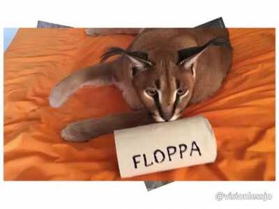 It's FLOOPA FRIDAY