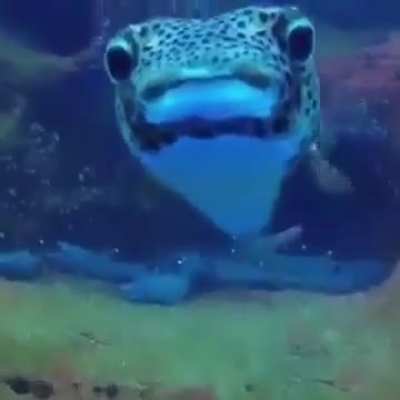 🔥 Guy filming resting Sharks & then...