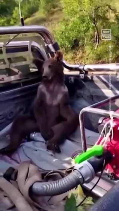 Bear tripping balls after consuming hallucinogenic 'mad honey'
