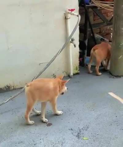 Dogs with shortened spine