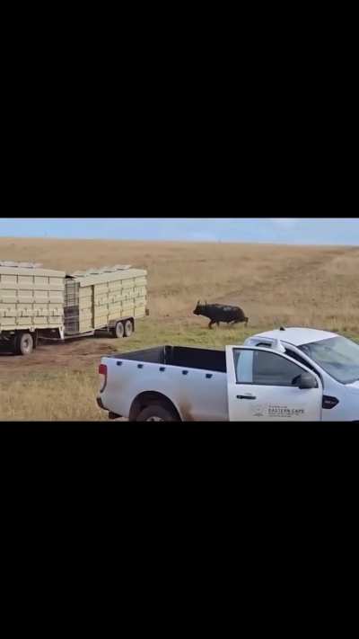 Cape buffalo being relocated exits the transporter hot