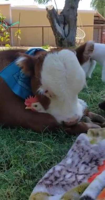 How about a chicken and cow cuddle puddle?