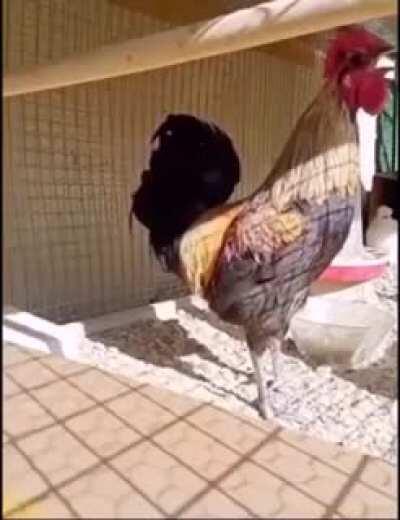 When the rooster tried to mimic the siren, this is what happened !!!