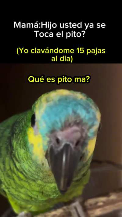 Ustedes saben que es pito?