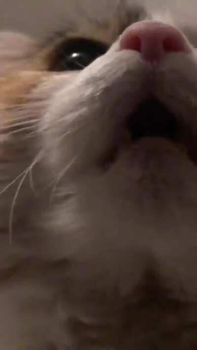 A little compilation of my squeaking cat Disney!