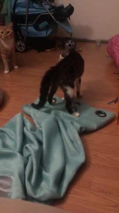 Pipsqueak REALLY wants to pounce on her new big brother. If only she wasn’t also absolutely terrified of him.