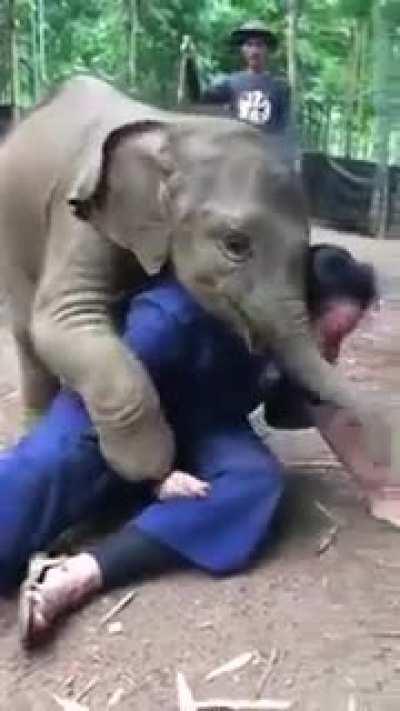 Baby elephant wants a hug from it's caretaker