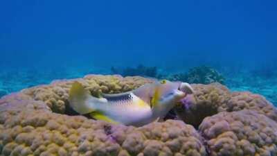 Tuskfish using coral to crack open a clam