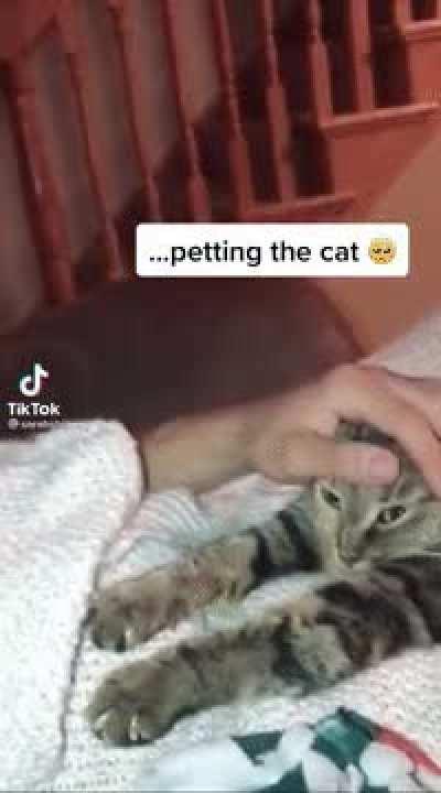 He fell asleep... petting the cat