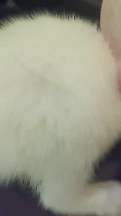 I found a baby video of Sparkle from my last post!