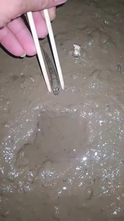 Have you ever seen how fast a mudskip can move?