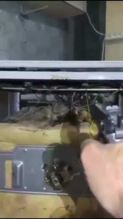 Russian fighting rats