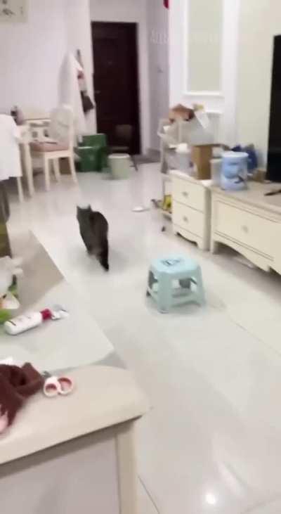 Some funny/cute cat clips to make your day good 