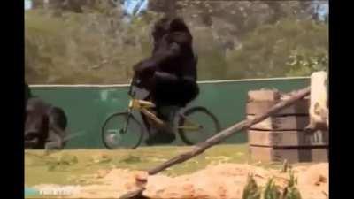 Gorilla learns to ride a bike