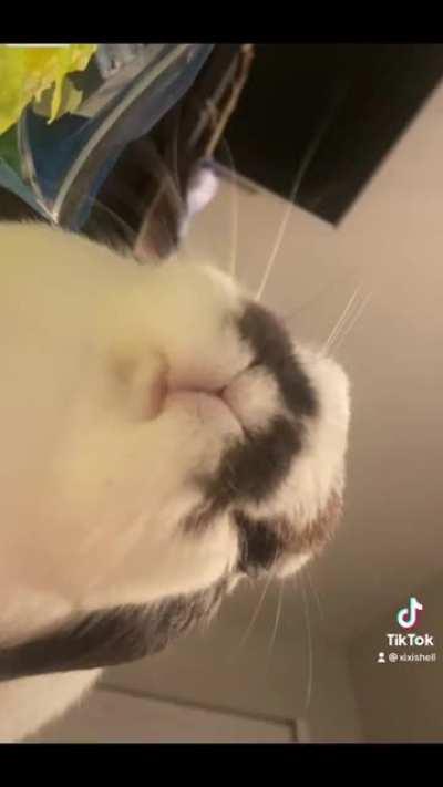 Phoenix hopped onto this trend 👀❤️