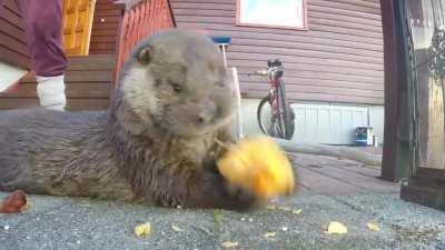 Otter eating some halloween pumpkin