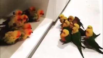 Kırmızılar mı alır sarılar mı bahisler koyulsun