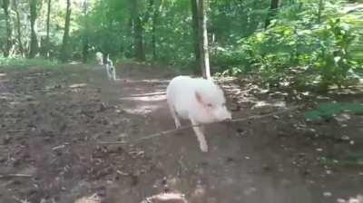 Bringing home a big stick