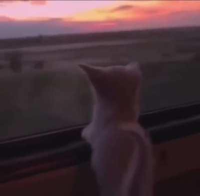 The only things in life worth living for are love and beauty 