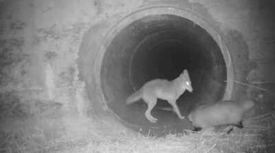 Coyote waiting for its badger pal as they passed under a busy California highway. Coyotes and badgers are known to hunt together.