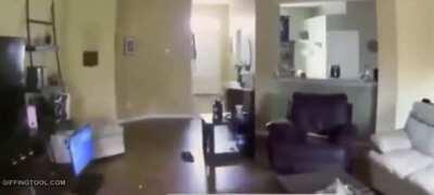 Giving your dog a kiss on the cheek