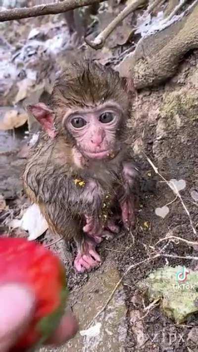 To steal the baby’s berry